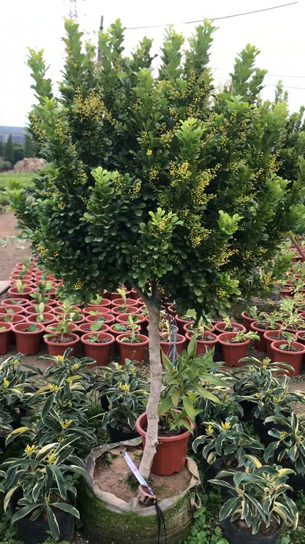 春天的花有哪些，二年级春天的花有哪些（“最香的”15种花）