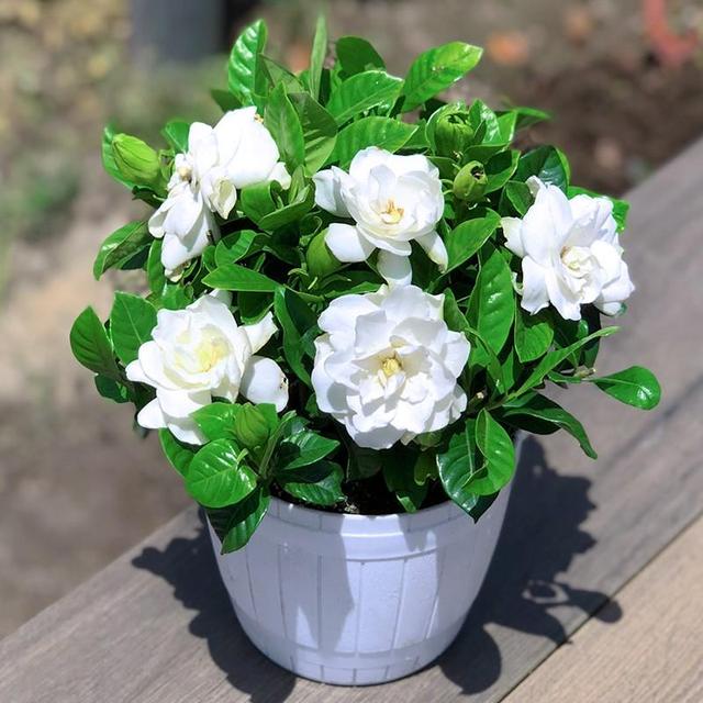 春天的花有哪些，二年级春天的花有哪些（“最香的”15种花）