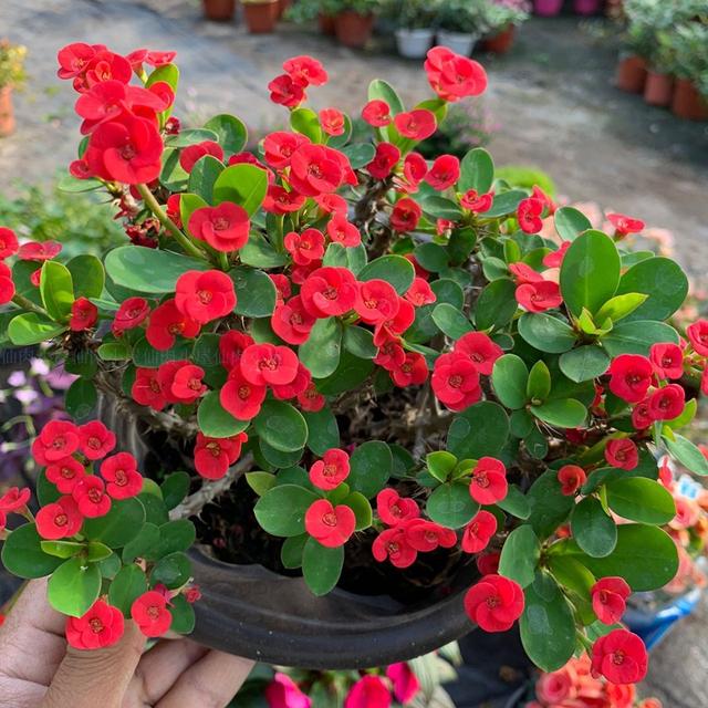 家中养什么花好，室内适合养什么花（9种洋气花）