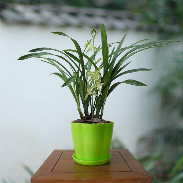 又高又深的花盆适合种什么花，高花盆适合种什么花（5种“贵气花”）