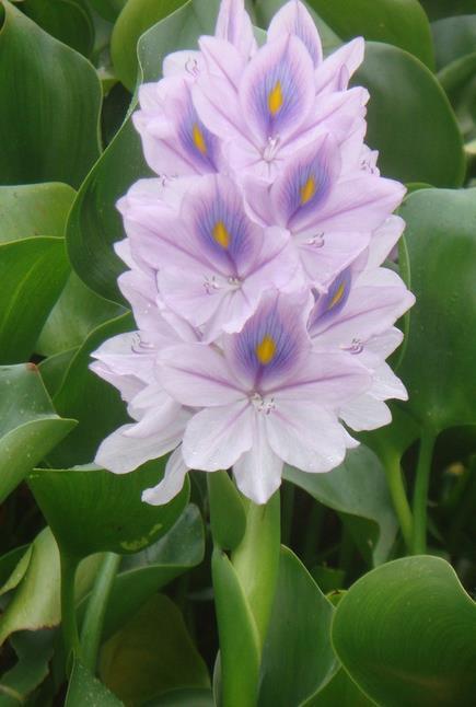 海里的植物有哪些，海里的植物有哪些常见植物图片（7种“喜水花”）