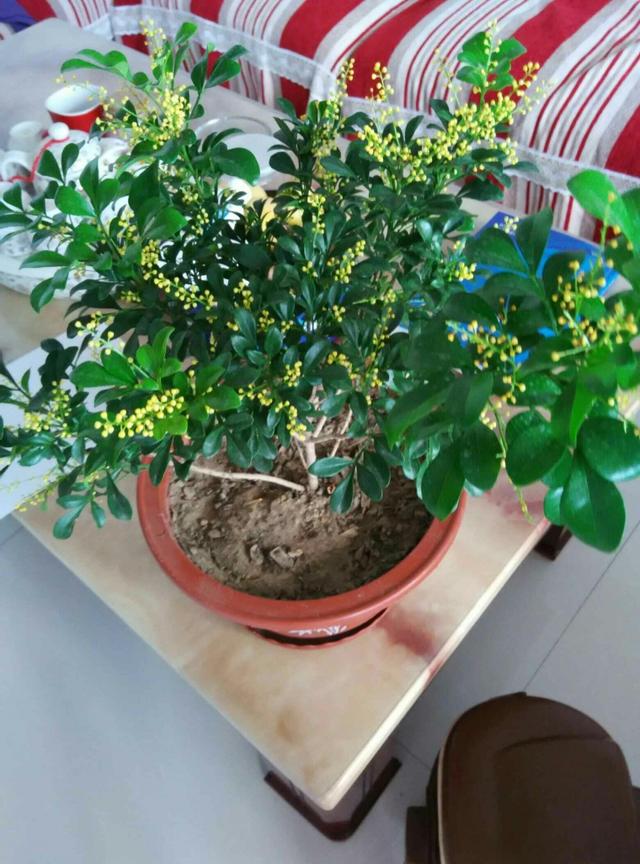 九里香什么时候开花，九里香怎么养才能开花（夏天“最香的”6种花）