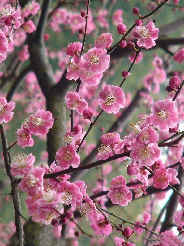 家里为什么不能养荷花，家里荷花挂在什么方位好（9种“名花”富贵吉利）