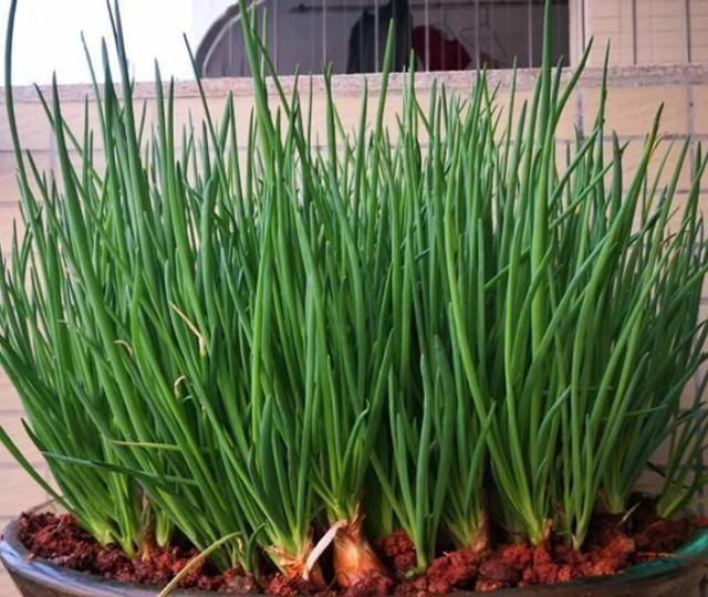 烧烤蔬菜有哪些，50款烧烤素菜菜单（7种“大叶菜”）