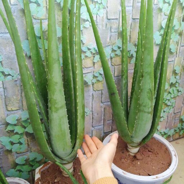 芦荟饮料都有哪几种，芦荟饮料都有哪几种牌子（“大病小病”都走光）