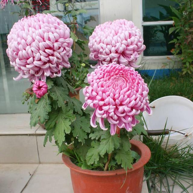 现在中国国花是什么花适合春秋穿的衣服，中国的国花是什么（5种“高贵花”）