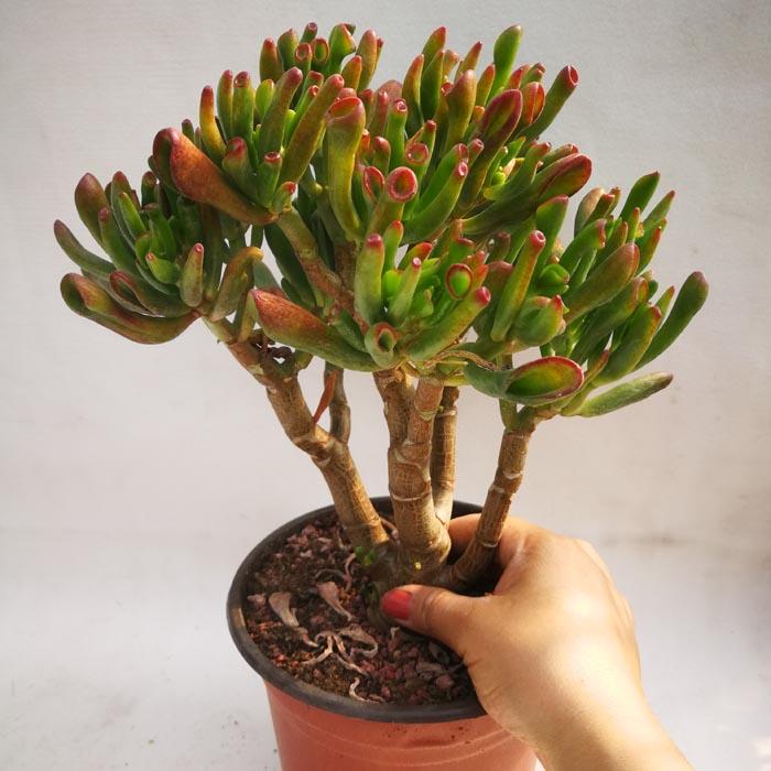 阳台放什么植物招财又旺宅 家里阳台种什么植物风水好又旺财 第22张