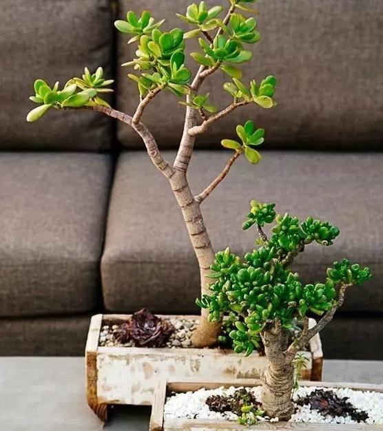 常见的八种多肉植物，各种各样的多肉植物（6种“小多肉”）