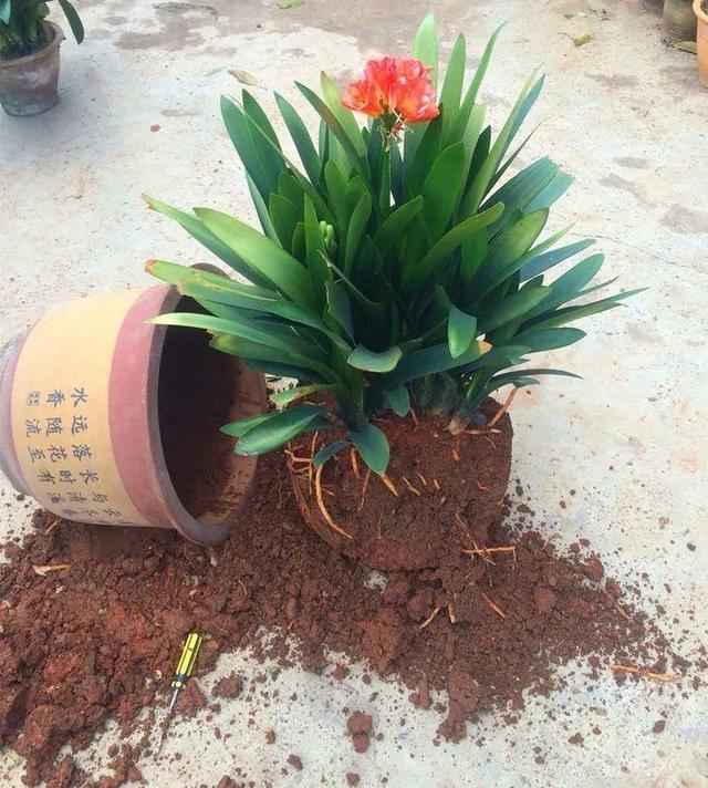 又高又深的花盆适合种什么花，高花盆适合种什么花（5种“贵气花”）