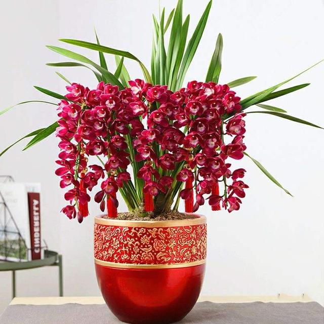 现在中国国花是什么花适合春秋穿的衣服，中国的国花是什么（5种“高贵花”）