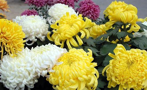 家里为什么不能养荷花，家里荷花挂在什么方位好（9种“名花”富贵吉利）