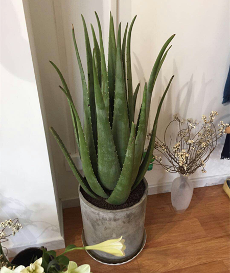 芦荟饮料都有哪几种，芦荟饮料都有哪几种牌子（“大病小病”都走光）