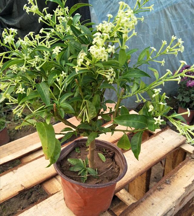 春天的花有哪些，二年级春天的花有哪些（“最香的”15种花）