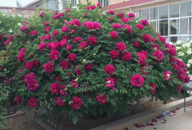 春天的花有哪些，冬天“假死”（春天开放的花有什么花）