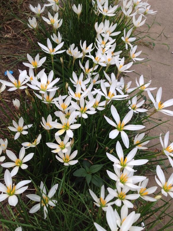 韭莲怎么养，韭菜莲有毒吗 韭菜莲怎么养（被“名字”耽误一生的花）