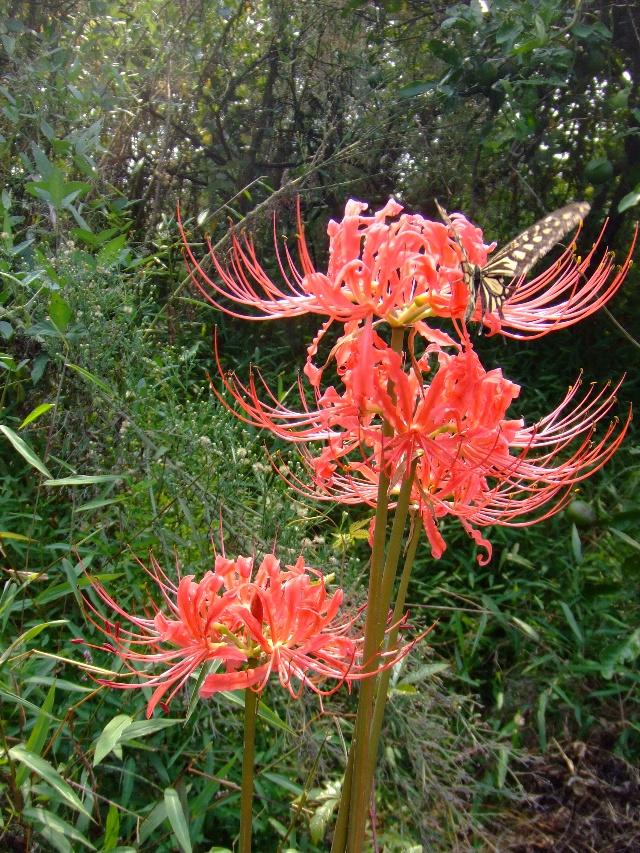 7种"大毒花",平时经常见,掐个叶子,流出毒液,小心别碰上-质信十强榜