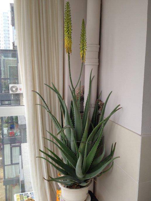 铁树开花的寓意和象征意义，铁树开花寓意和象征意义是什么（老人常说“7树开花）