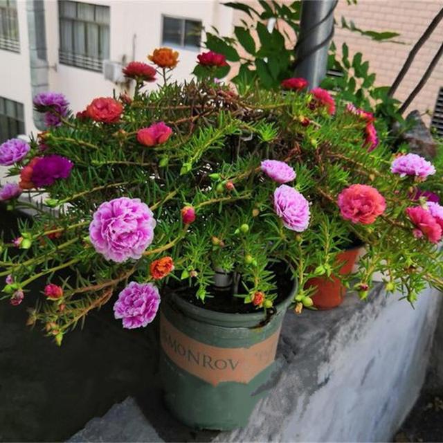 韭莲怎么养，韭菜莲有毒吗 韭菜莲怎么养（被“名字”耽误一生的花）