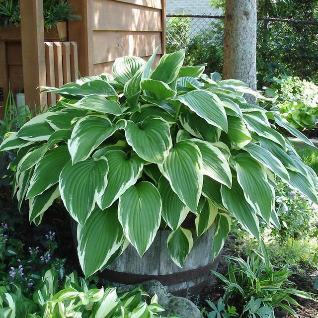 春天的花有哪些，冬天“假死”（春天开放的花有什么花）