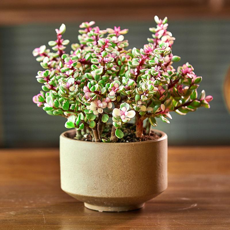 马齿苋多少钱一棵，马齿苋药材价格（堪称“死不了”）