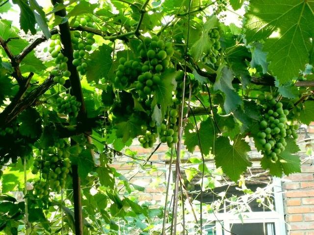 适合北方农家小院种植的果树，适合北方农家小院种植的果树图片（老人说：家里不能乱种树）