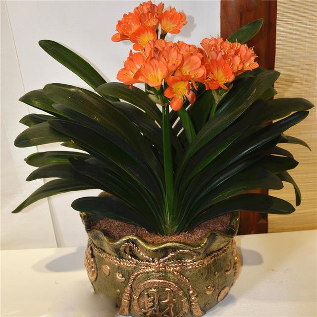 现在中国国花是什么花适合春秋穿的衣服，中国的国花是什么（5种“高贵花”）