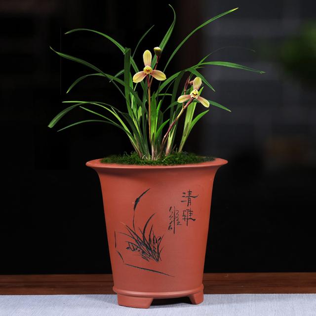 又高又深的花盆适合种什么花，高花盆适合种什么花（5种“贵气花”）