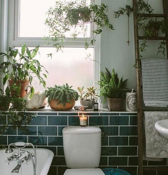 一抹香植物图片的功效与作用，一抹香的作用和用途（5种“香香花”摆在卫生间）