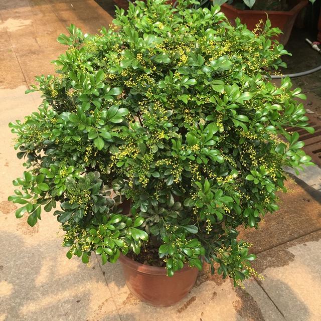 最香的花排名第一名，中国十大最香的花排名（最香的“5种花”）