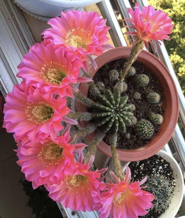 客厅适合养什么花，客厅适合养什么花和植物好风水（堪称“不死花”）