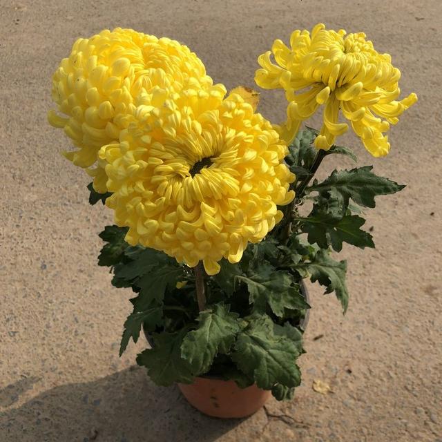 现在中国国花是什么花适合春秋穿的衣服，中国的国花是什么（5种“高贵花”）