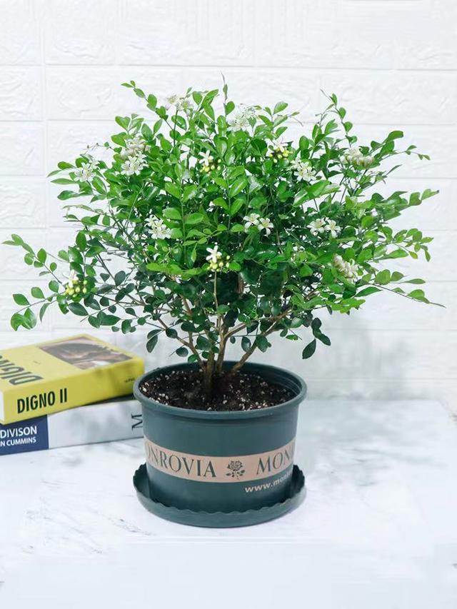 室内养什么花最好，室内适合养什么样的花（最香的10种花）