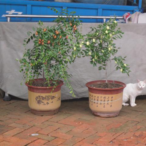 适合北方农家小院种植的果树，适合北方农家小院种植的果树图片（老人说：家里不能乱种树）