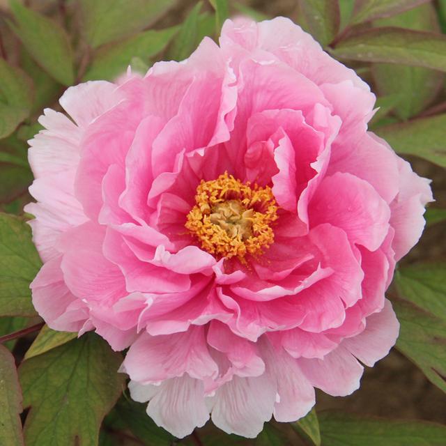 家里为什么不能养荷花，家里荷花挂在什么方位好（9种“名花”富贵吉利）