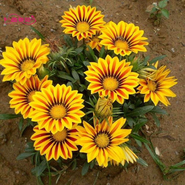 春天的花有哪些，冬天“假死”（春天开放的花有什么花）