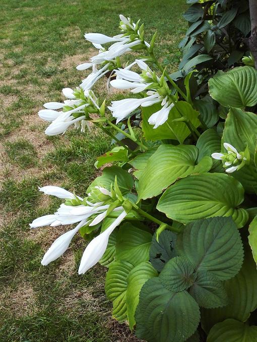 春天的花有哪些，冬天“假死”（春天开放的花有什么花）