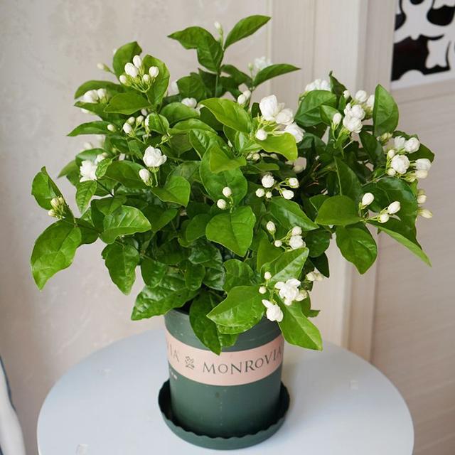 芦荟饮料都有哪几种，芦荟饮料都有哪几种牌子（“大病小病”都走光）