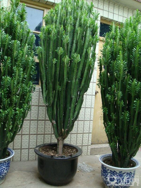 马齿苋多少钱一棵，马齿苋药材价格（堪称“死不了”）