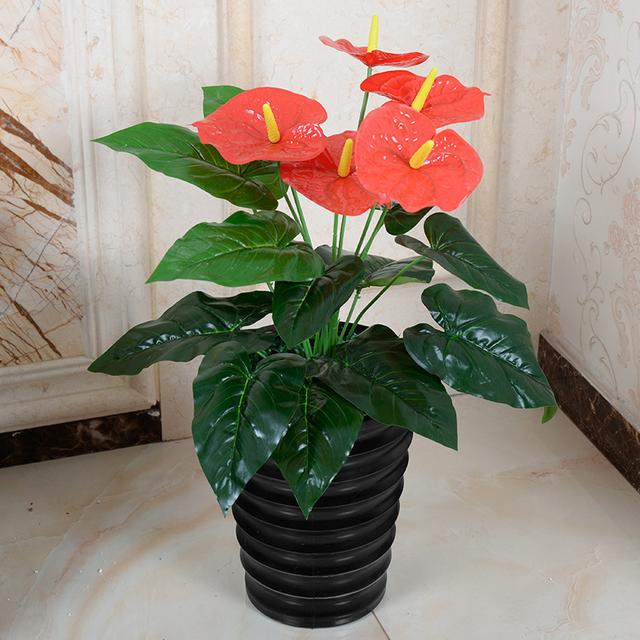 红掌盆栽怎么养，红掌盆栽的养殖方法（养盆“大红掌”）