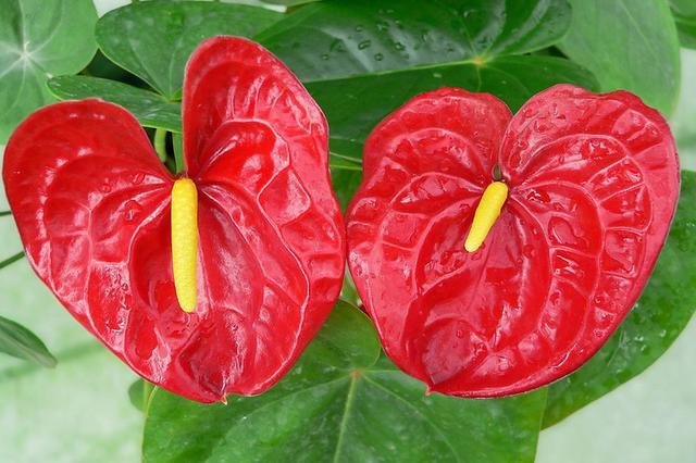 红掌盆栽怎么养，红掌盆栽的养殖方法（养盆“大红掌”）