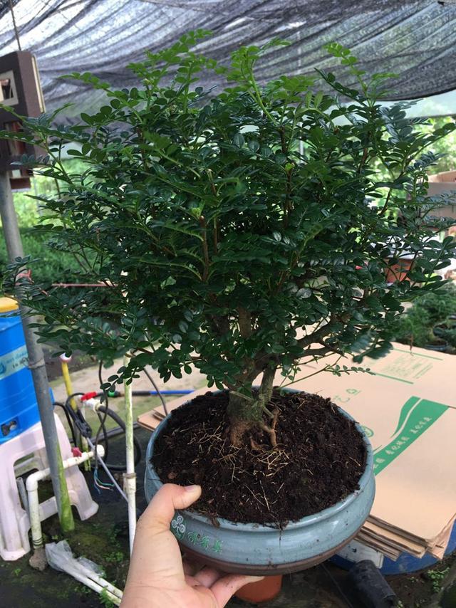 一抹香植物图片的功效与作用，一抹香的作用和用途（5种“香香花”摆在卫生间）