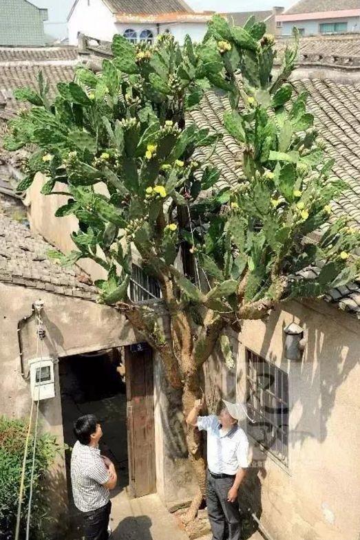 仙人掌的特点，挂满“仙人果”（仙人掌的特点外貌描写）