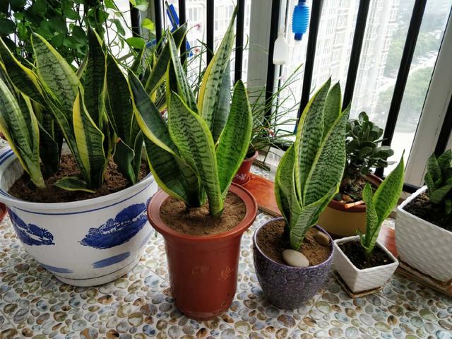 客厅适合养什么花，客厅适合养什么花和植物好风水（堪称“不死花”）