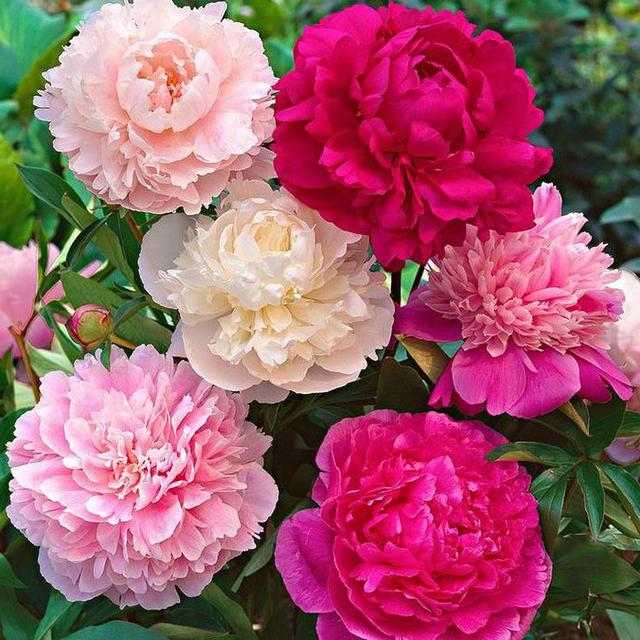 家里为什么不能养荷花，家里荷花挂在什么方位好（9种“名花”富贵吉利）