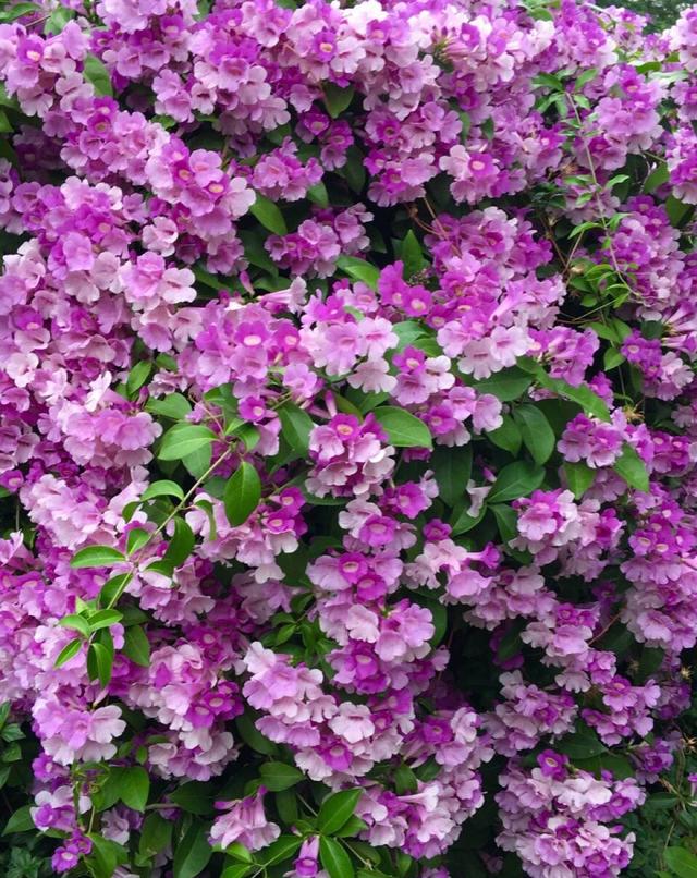 什么花最好看，什么花最高贵最优雅（爬到墙上做“花海”）