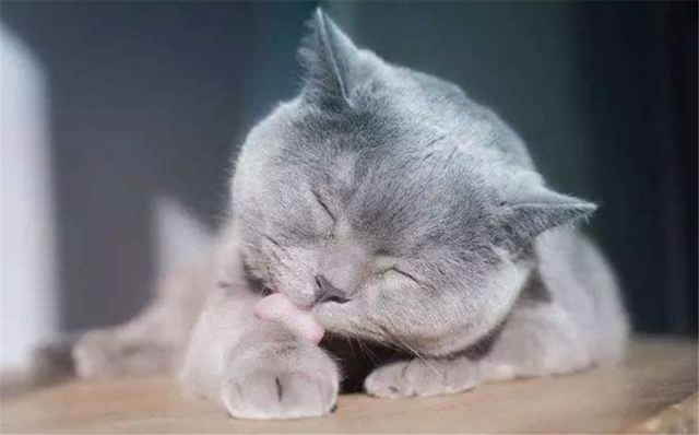 猫咪肾衰，猫咪肾衰竭是什么引起的（猫咪肾衰竭早期症状）