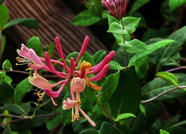 什么花最好看，什么花最高贵最优雅（爬到墙上做“花海”）