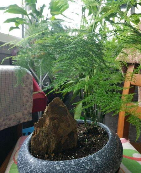 芦荟开花预示着什么好兆头，芦荟开花代表什么（5种“富贵花”轻易不开花）