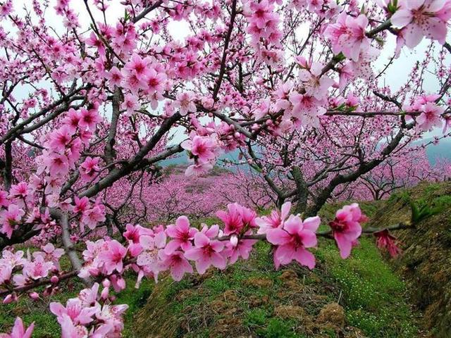 十二月花神之一月梅花花语及传说，十二花神十月（每月都有“花神”在）