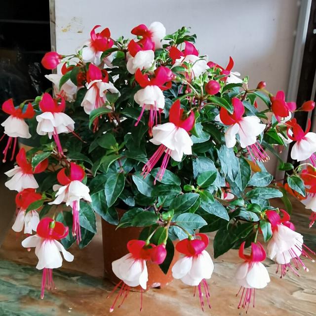 家中养什么花好，室内适合养什么花（9种洋气花）